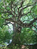 tree1.jpg