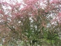 tree2.jpg