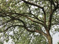 tree3.jpg