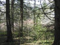 tree6.jpg